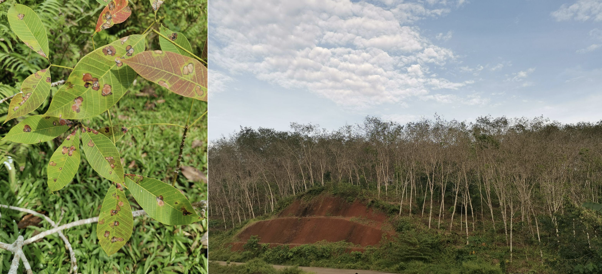 Mga karaniwang sintomas ng Pestalotiopsis: Paglabas ng bilugang-batik sa mga dahon (kaliwa) at malawakang pagkalagas ng mga dahon sa plantasyong ‘rubber’ (kanan) Image credit: Dr. Jill Villanueva (PRRI).